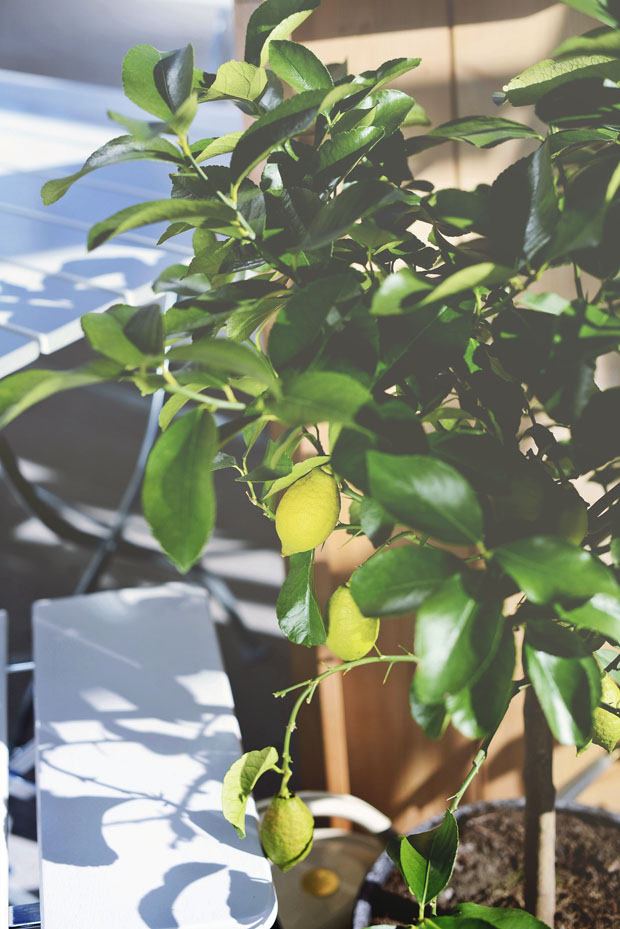 citronträdväxthus